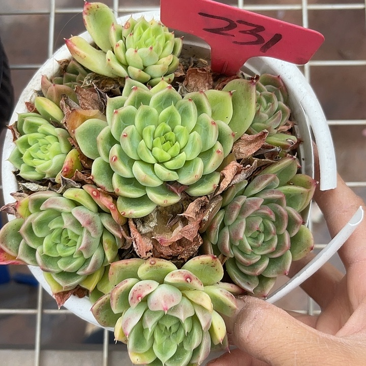 两单包邮，一物一拍231杂交