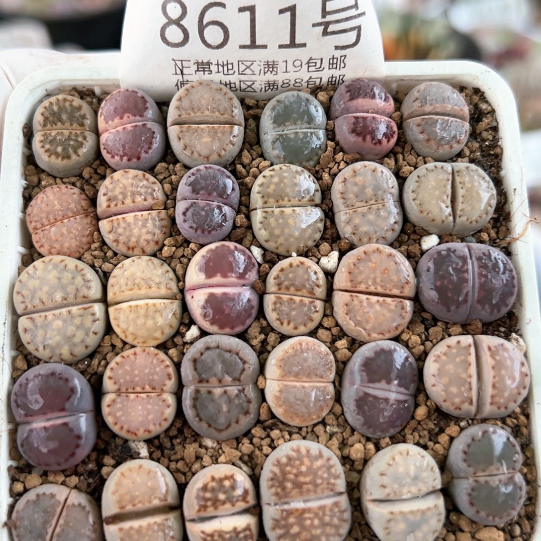 8611三年彩饼干30颗1-1.5cm