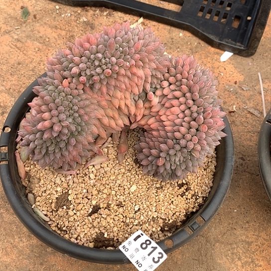 所罗门缀化813个体不一样