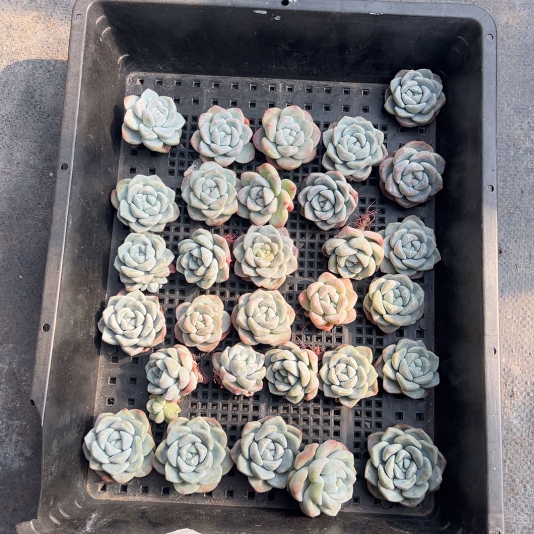 31个冰玉已经发根0000000000