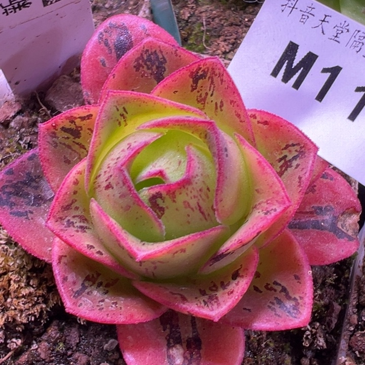 苗苗山地玫瑰冰绪龙119