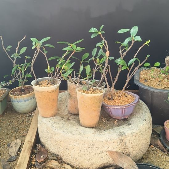 好***报无花朵海岛春花   