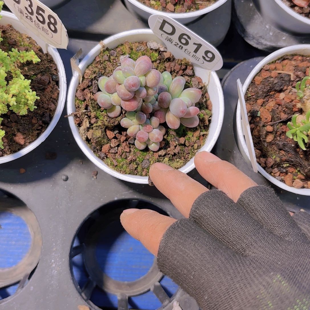 D619苹果奶一物一拍