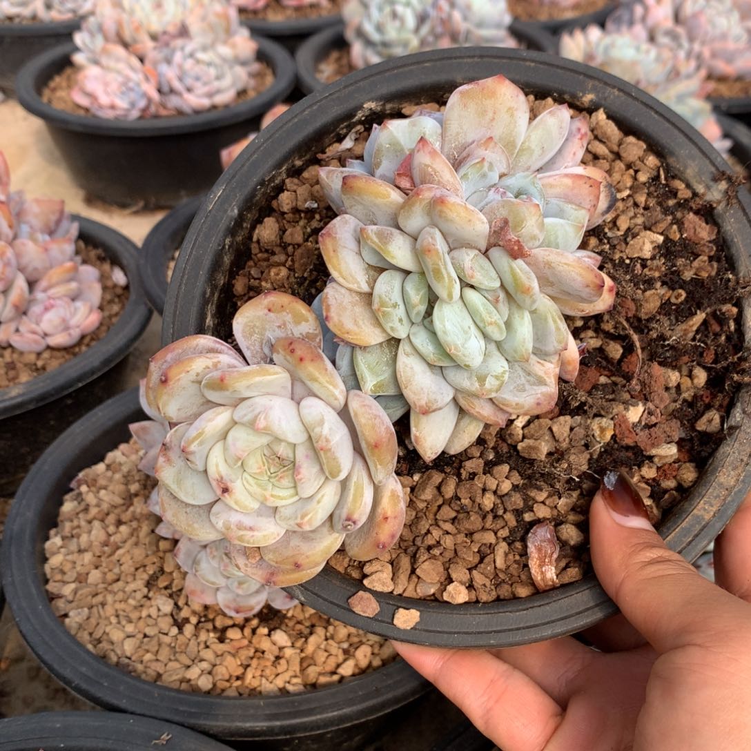 石榴籽花花花花花6
