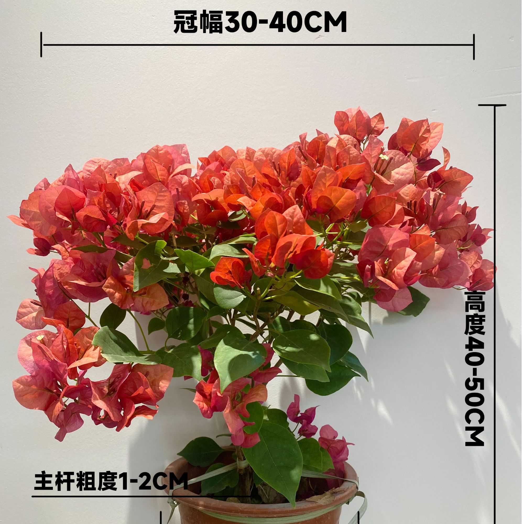 【不甜西瓜】冬季新款北方易爆花三角梅多色花楼顶阳台庭院爬藤绿植