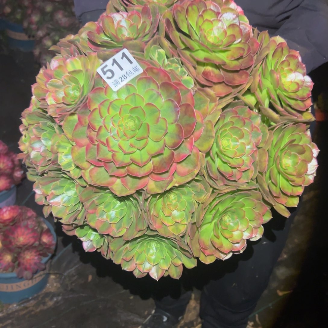 多肉植物511脱土的