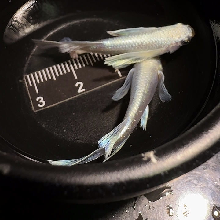 青鳉鱼一物一拍411