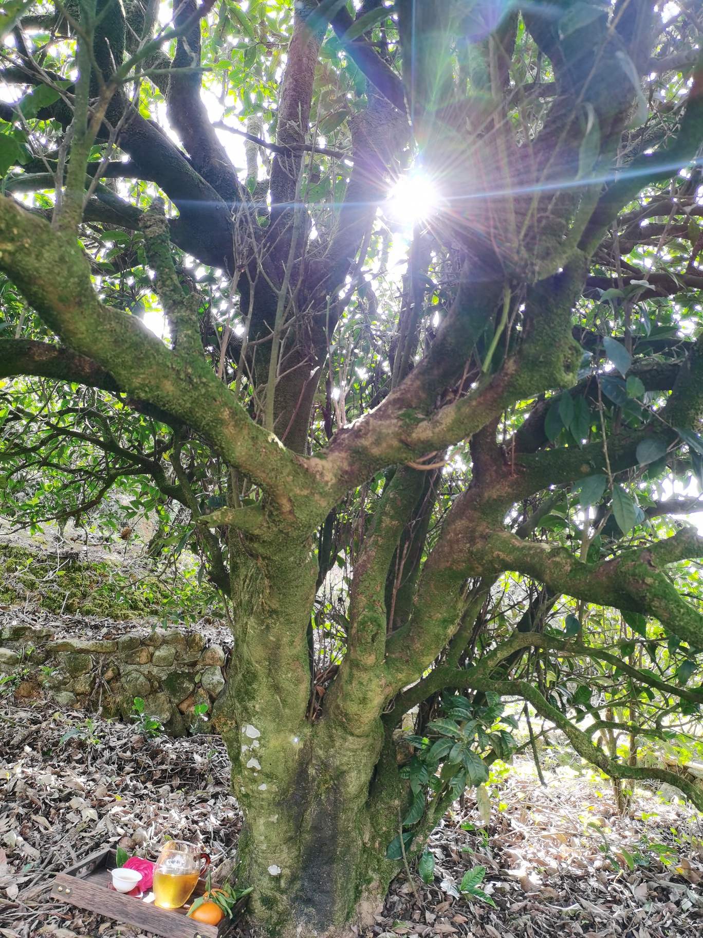 凤凰山里人2025乌岽碳焙老丛水仙（浪菜）