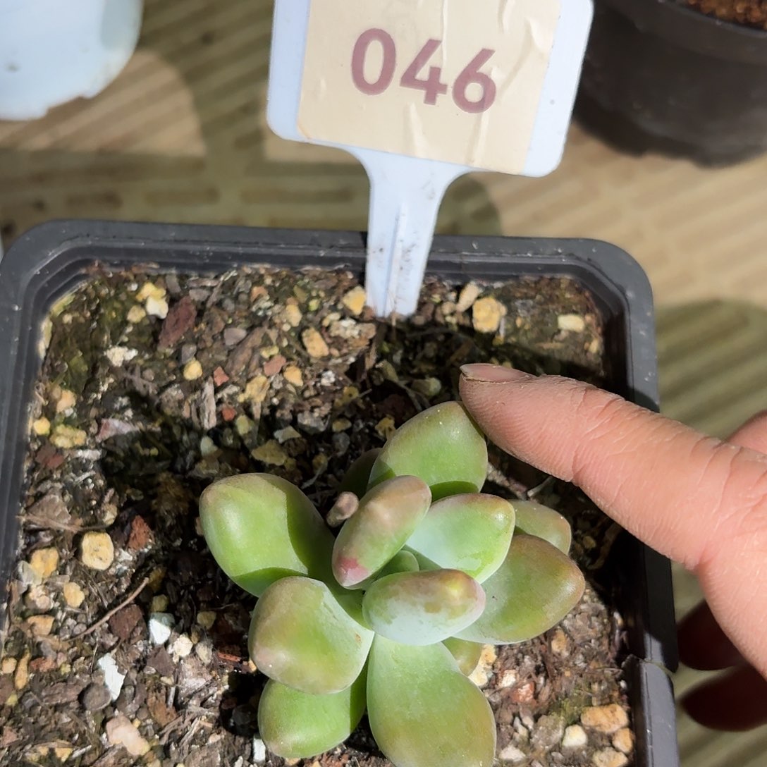 刚果美人8888888888888888