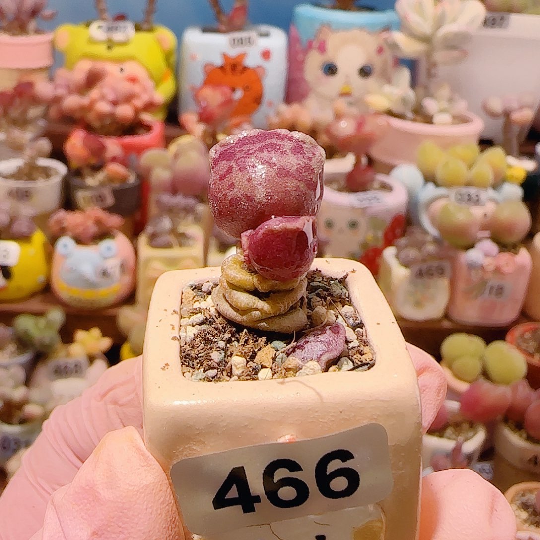 龙***妹T猫耳海豹带土球盆口2.5cm