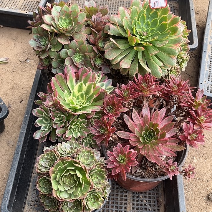 717多肉植物组合，