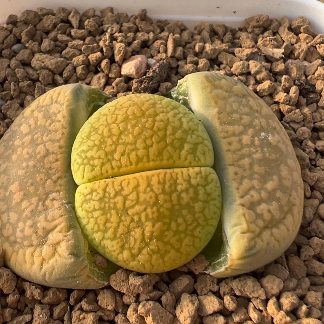 10多肉植物百科植物