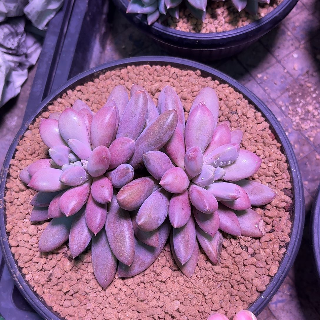 胖体焦糖哥特萝莉12345678910111