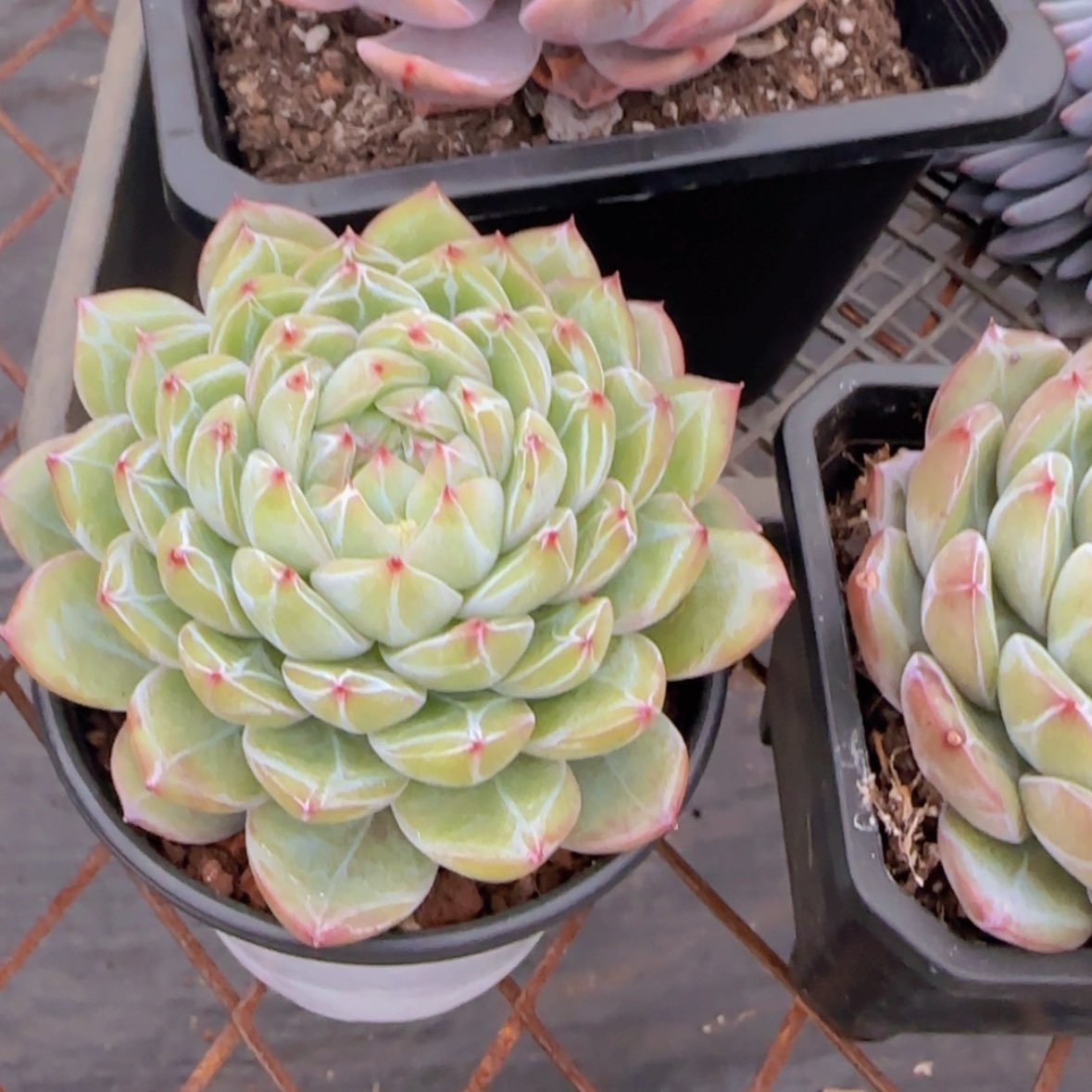 【闪购商品】?****?雪花珍妮9.9