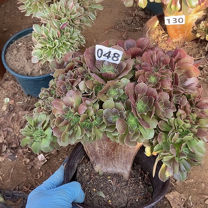 048玫瑰法师朵朵缀