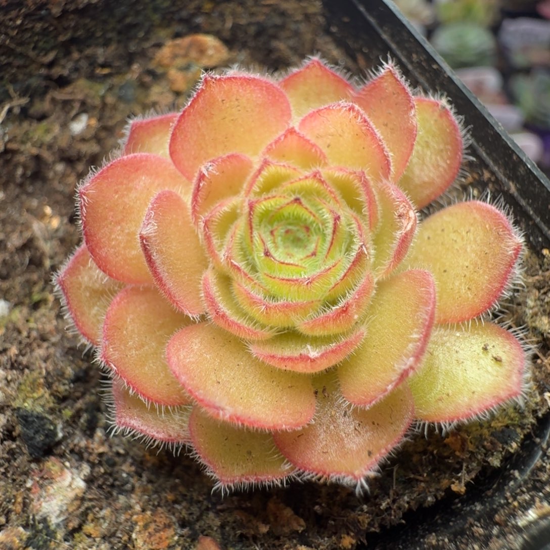 楹楹-12-冠幅  3CM