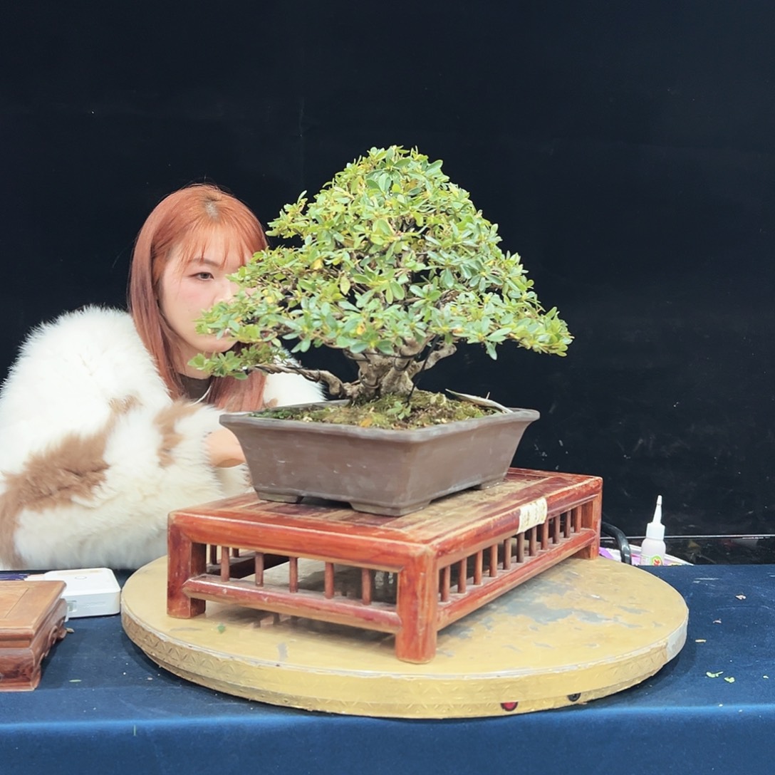 用***1完全开放杜鹃花的诗