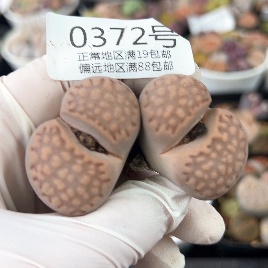 好养易活生石花大母本0372