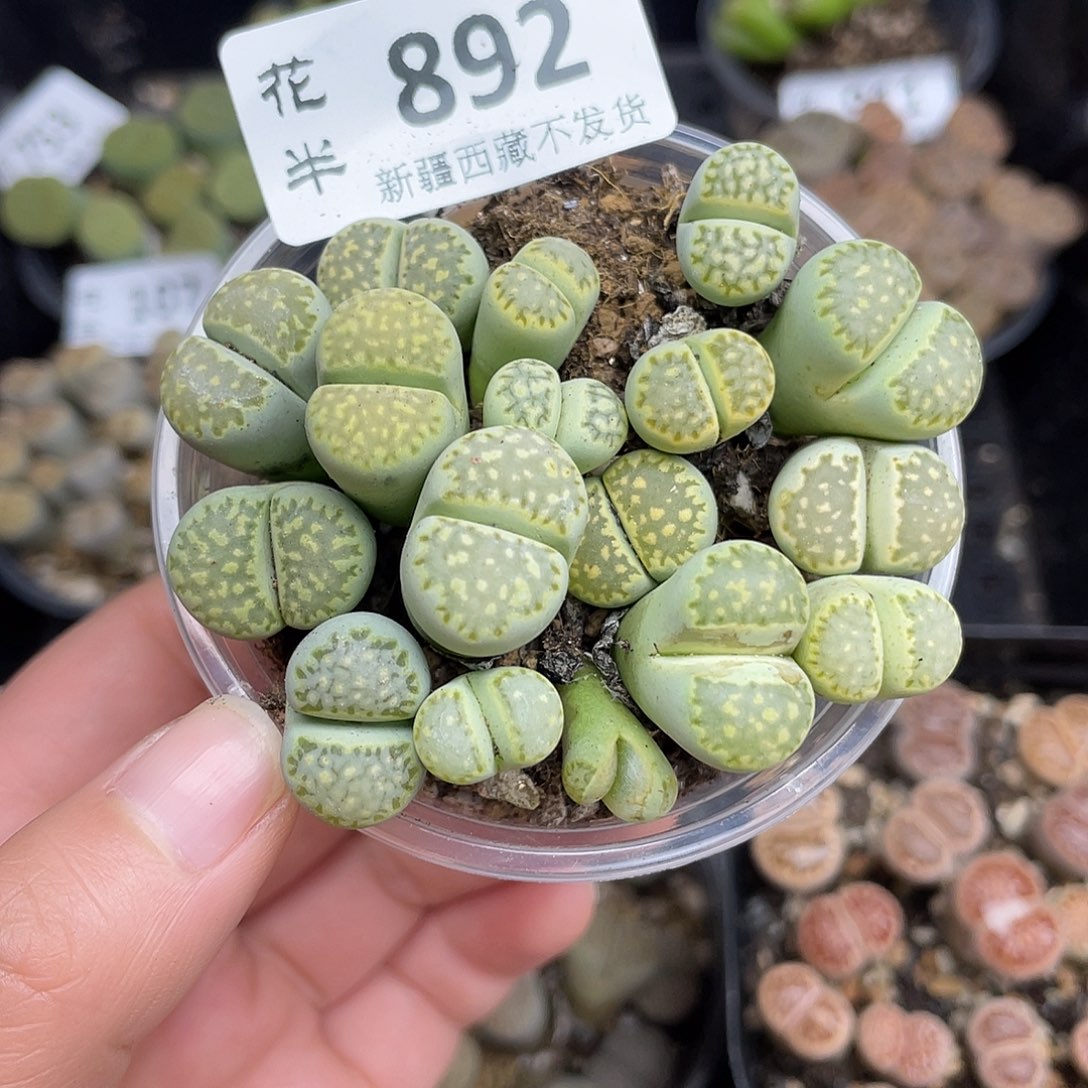 892000000花花花花花