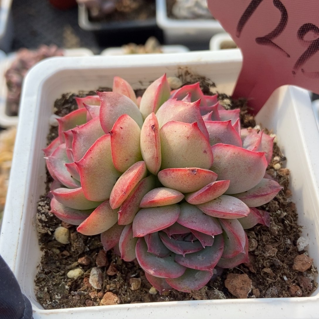 7292侧影多肉植物保护