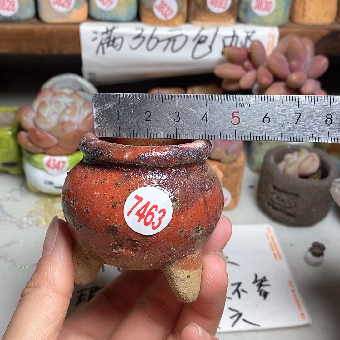 红陶拍5送一个小