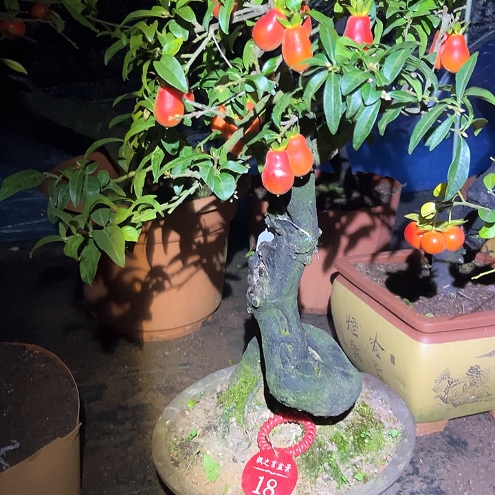 龙***哥当前无花栽培后可以开花