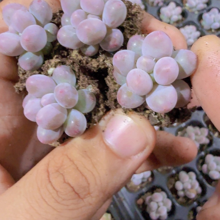 韩版汤圆五颗一组