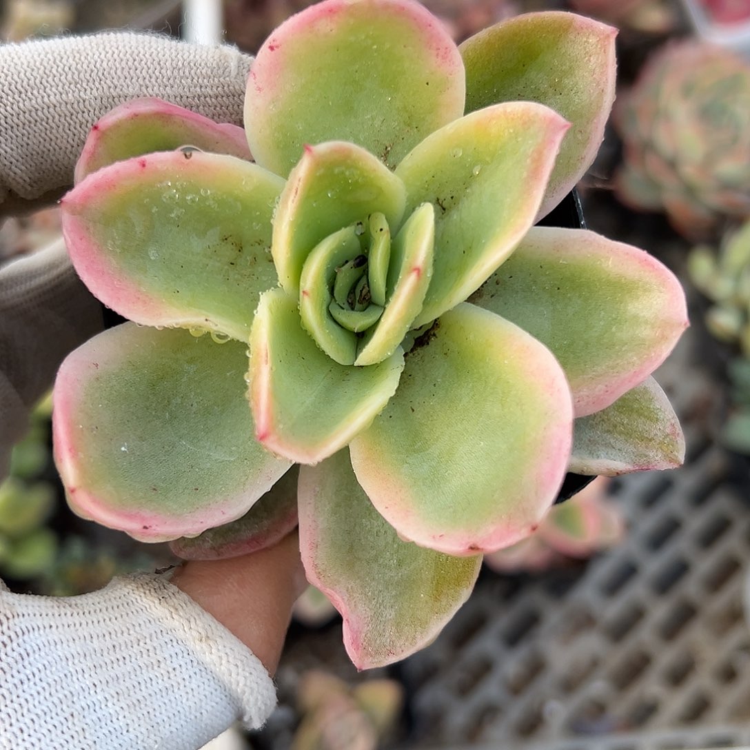 乔伊锦多破了植物营养液
