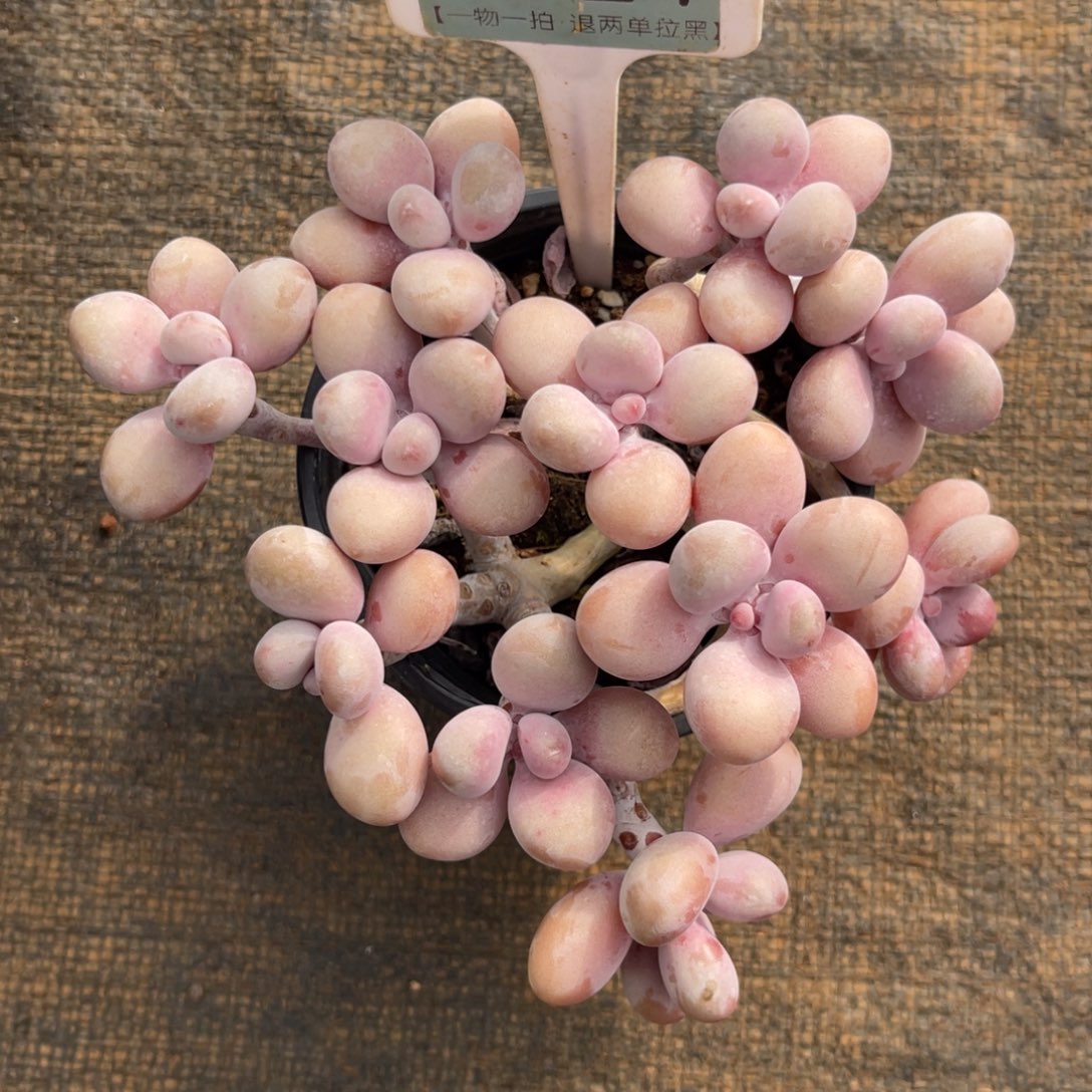 云尘多肉一物一拍1227