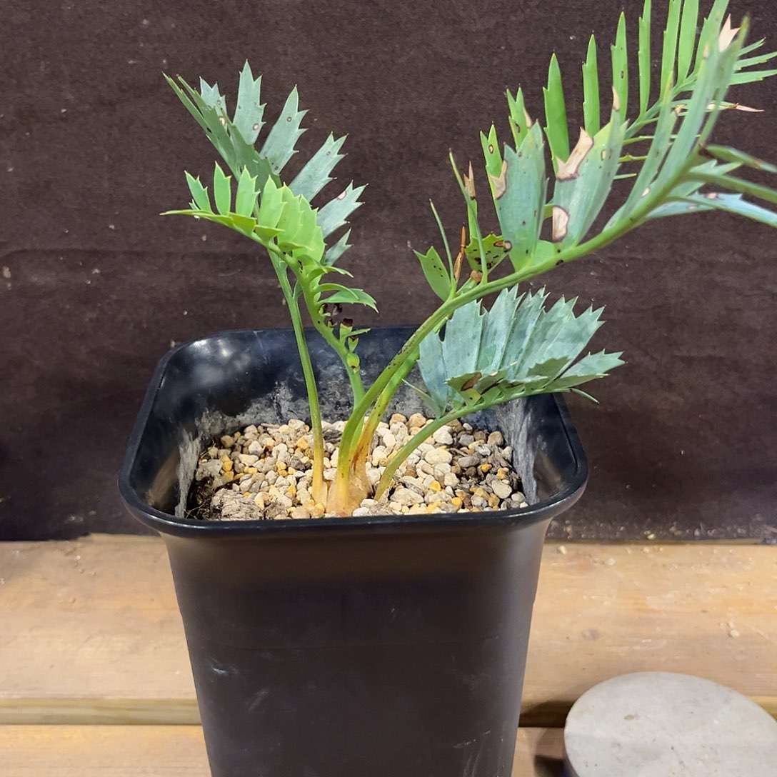 汤圆植物正版蓝棘铁原价2480