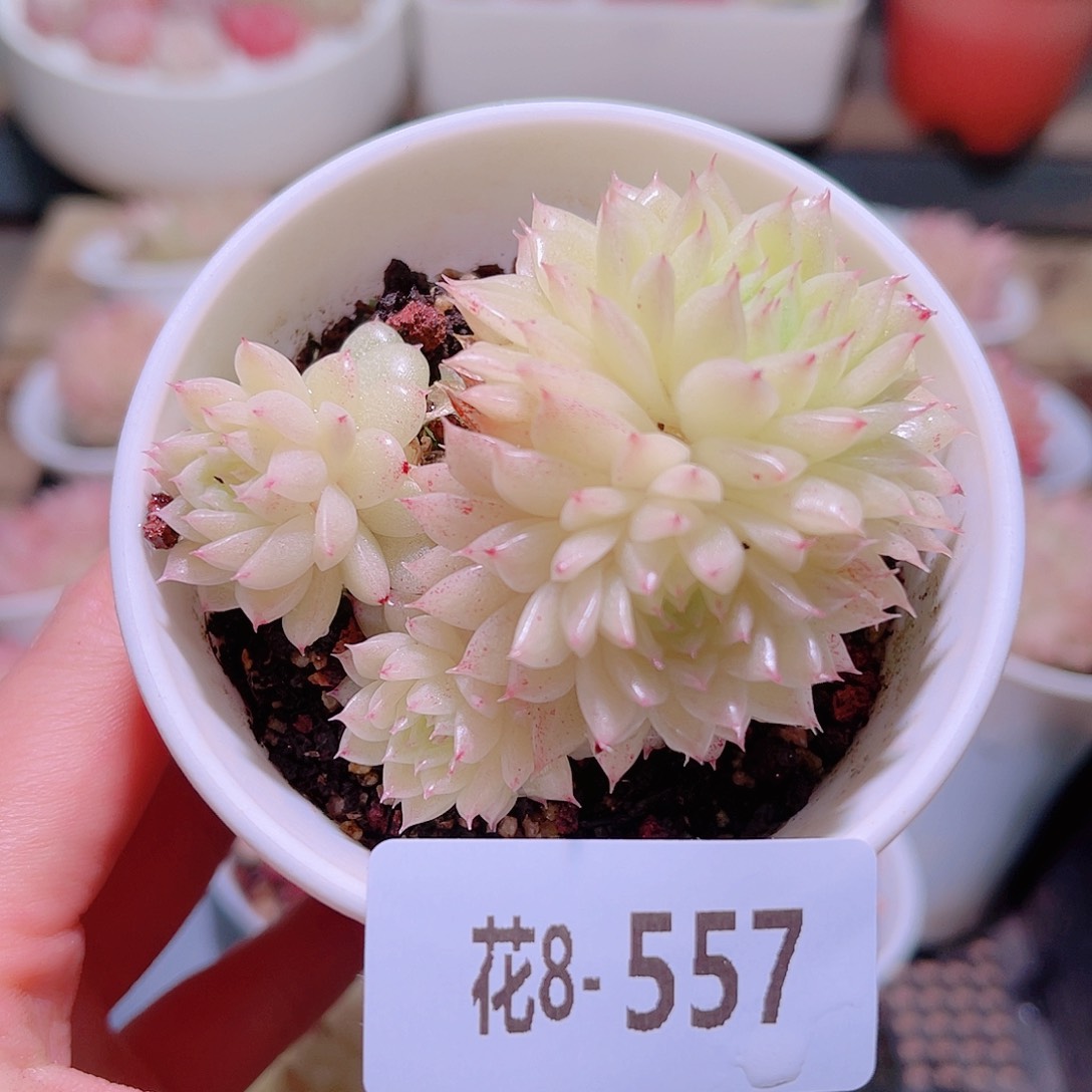 花利美8-557麦秆