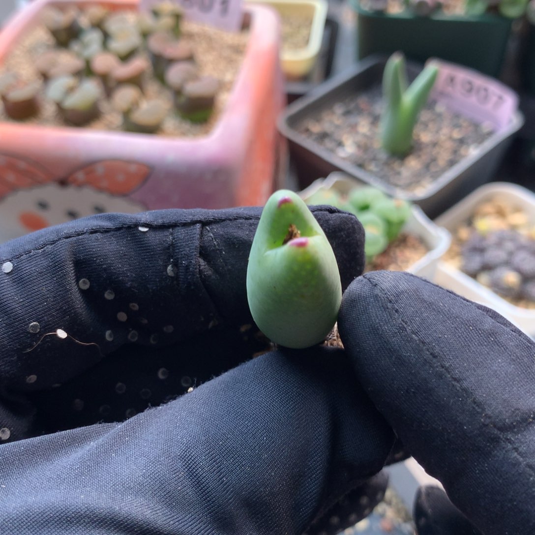 403皮卡丘福利一颗