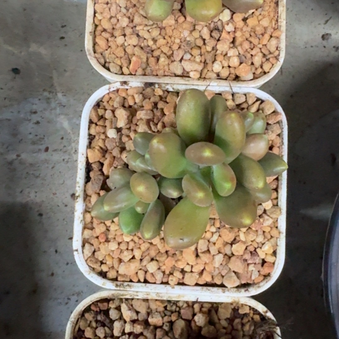 金吉列 4头  一物一拍