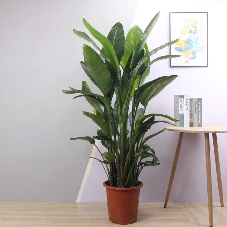 【老熊的花】1.6-1.8米天堂鸟盆栽花卉大型绿植物室内净化空气客厅