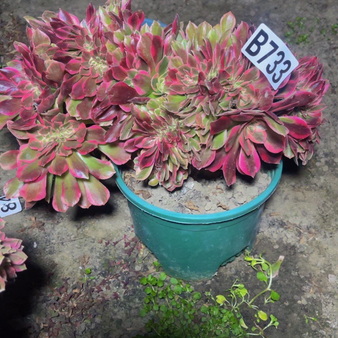 女郎法师16////12包邮