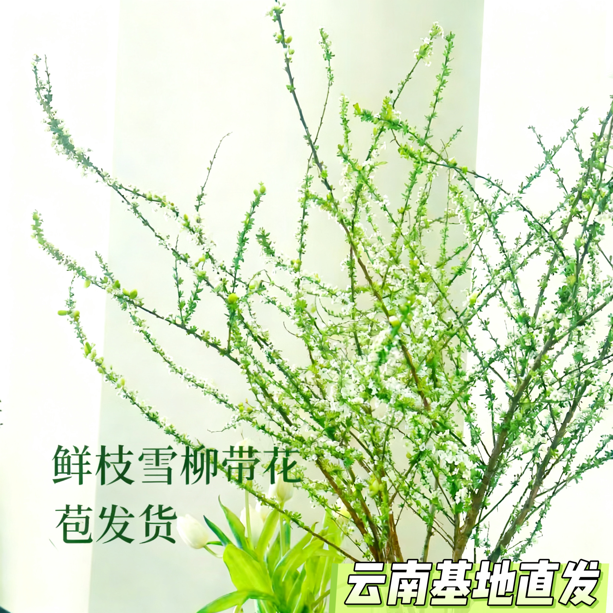 雪柳鲜枝水培植物室内耐寒开花枯木绿植花卉盆栽家居装饰