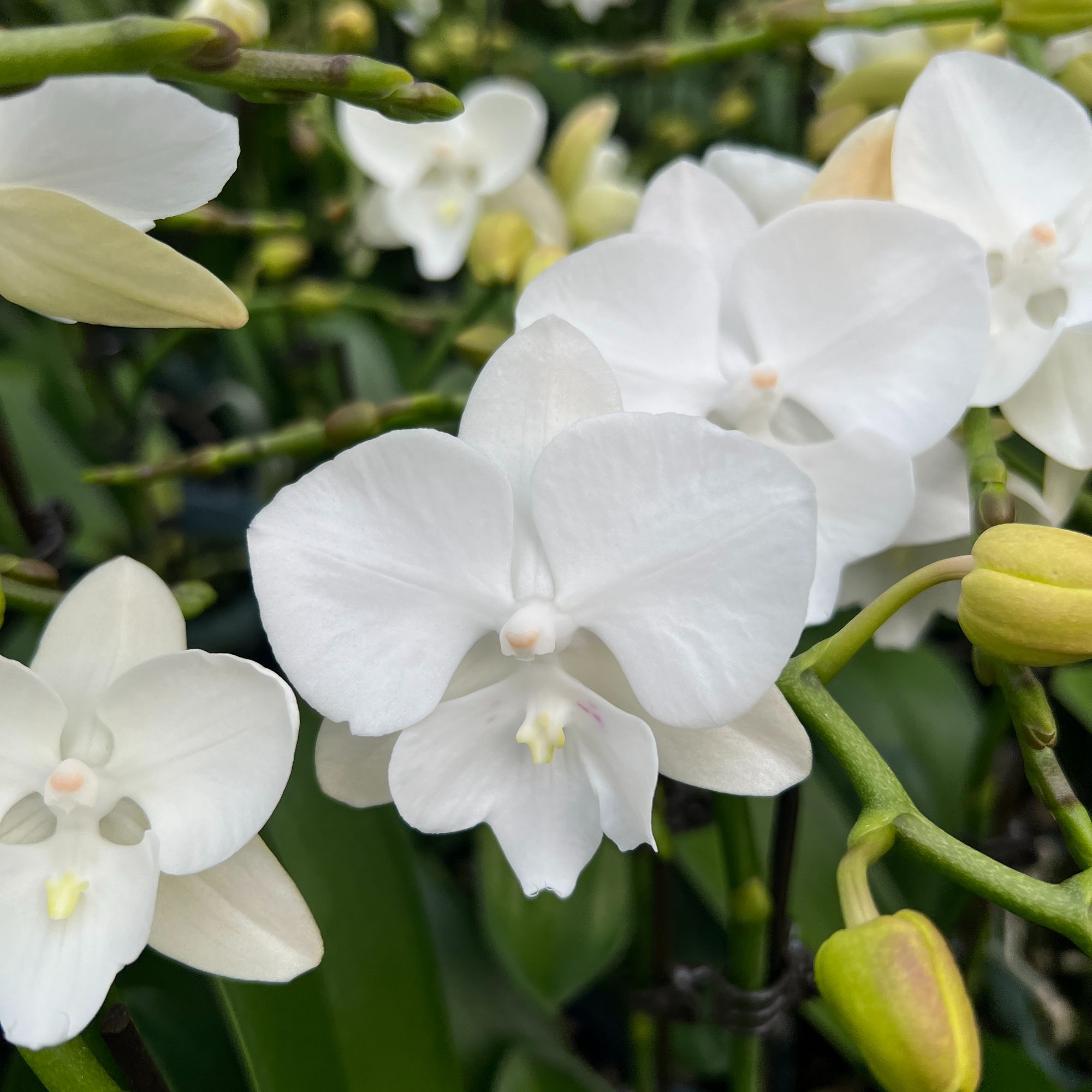 【白天鹅】双花剑蝴蝶兰有花带花苞 室内前台喜事乔迁送礼懒人鲜花