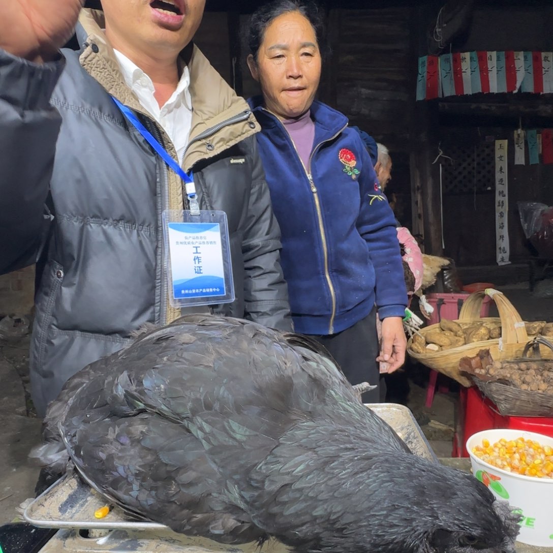 包装中国大陆2613樱桃鸡