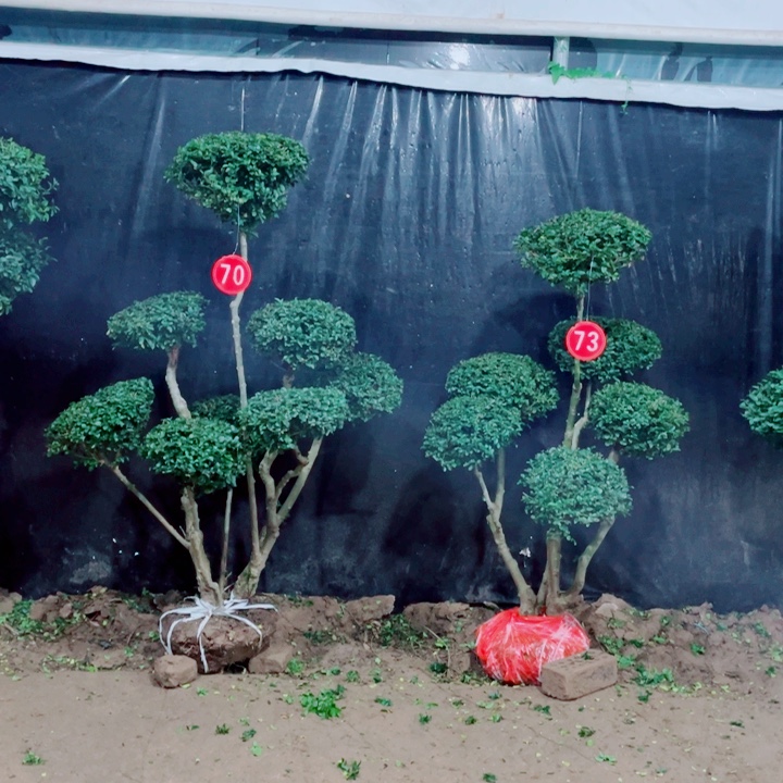 无花朵一物一拍一个一个