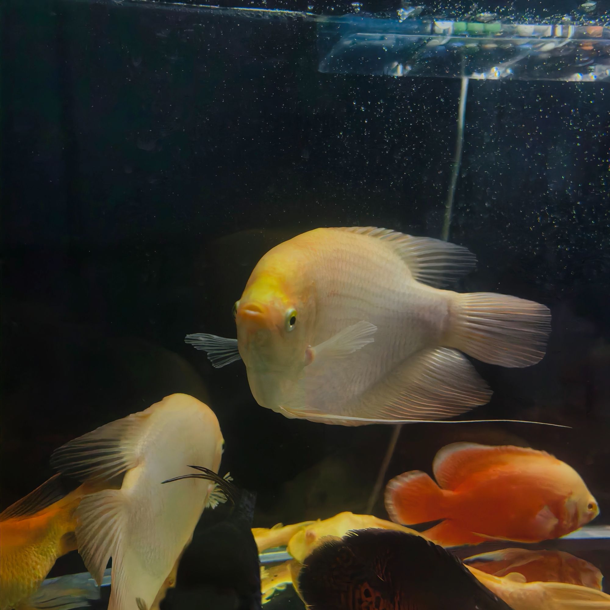 热带观赏鱼起头招财鱼活战船鱼中大型宠物鱼风水招财发财鱼