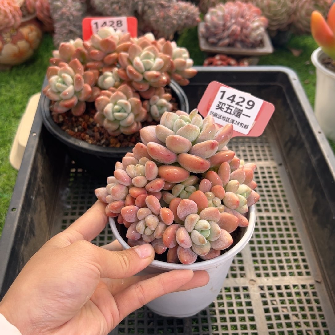 表妹精品多肉1429