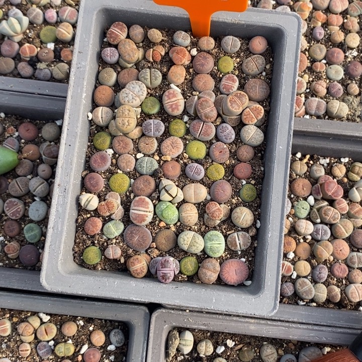 瑾****生石花等植物的生长394