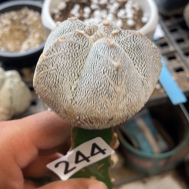 仙人球恩冢244号球