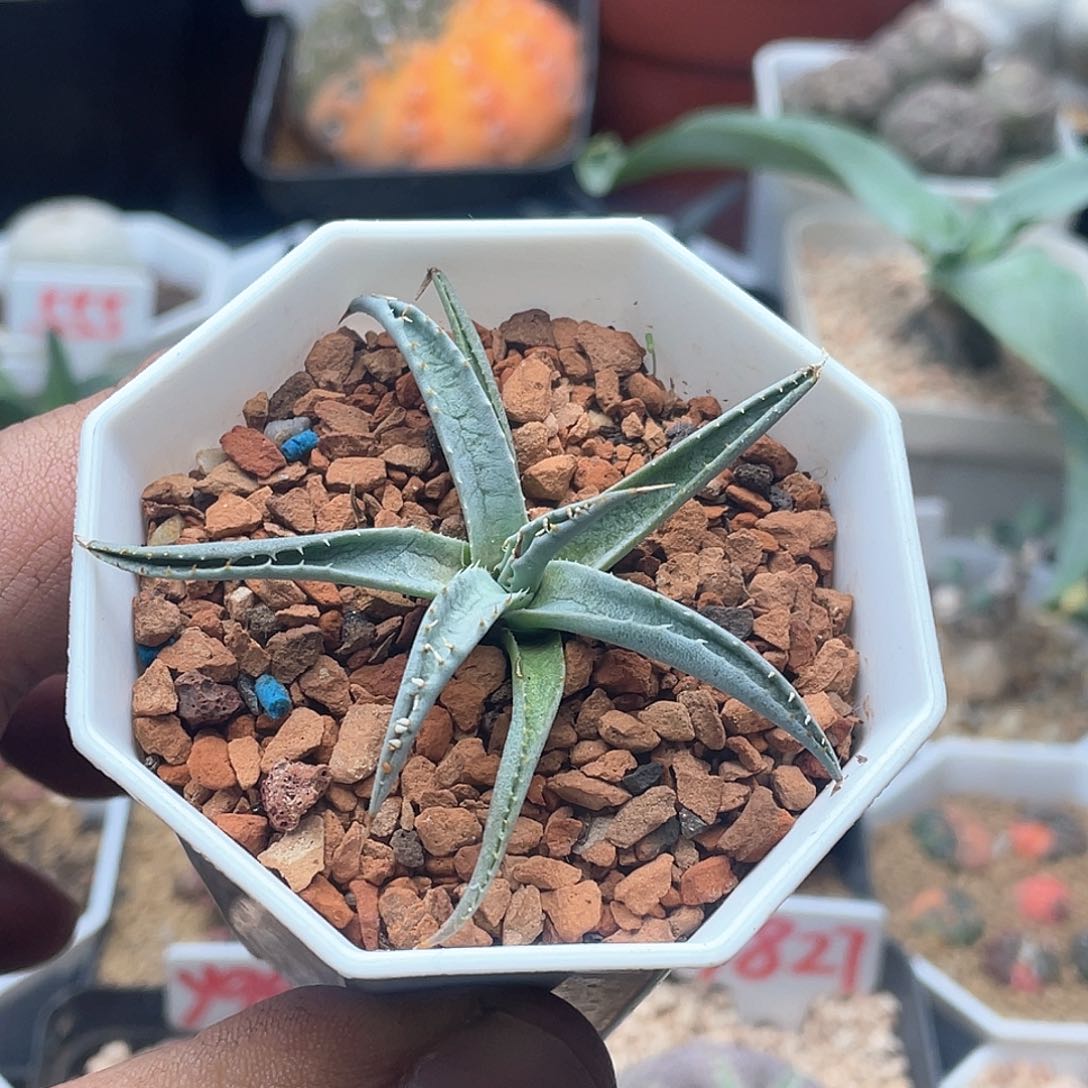 实生曲刺妖炎 致远多肉