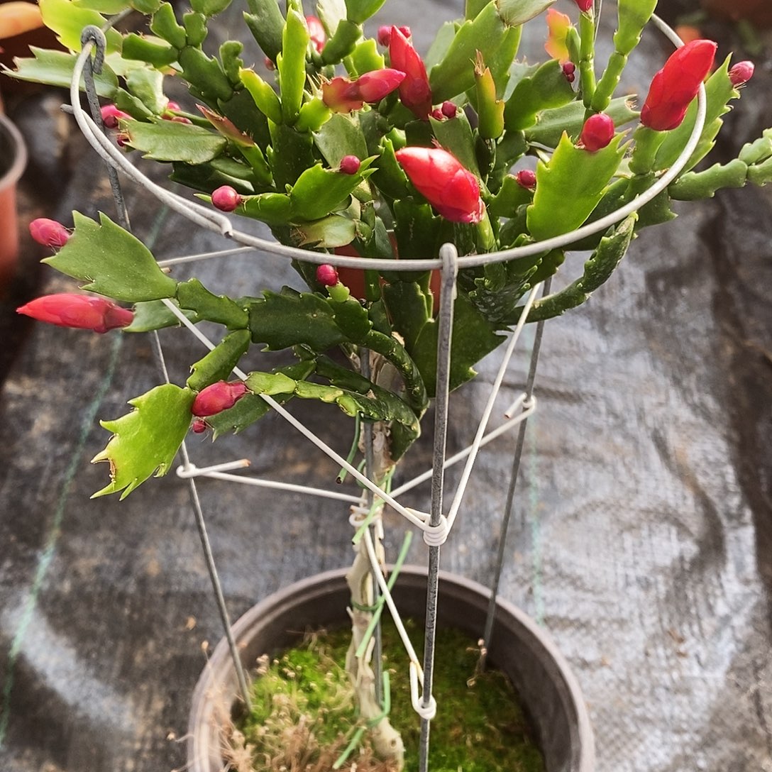 J***L完全开放福利款单层