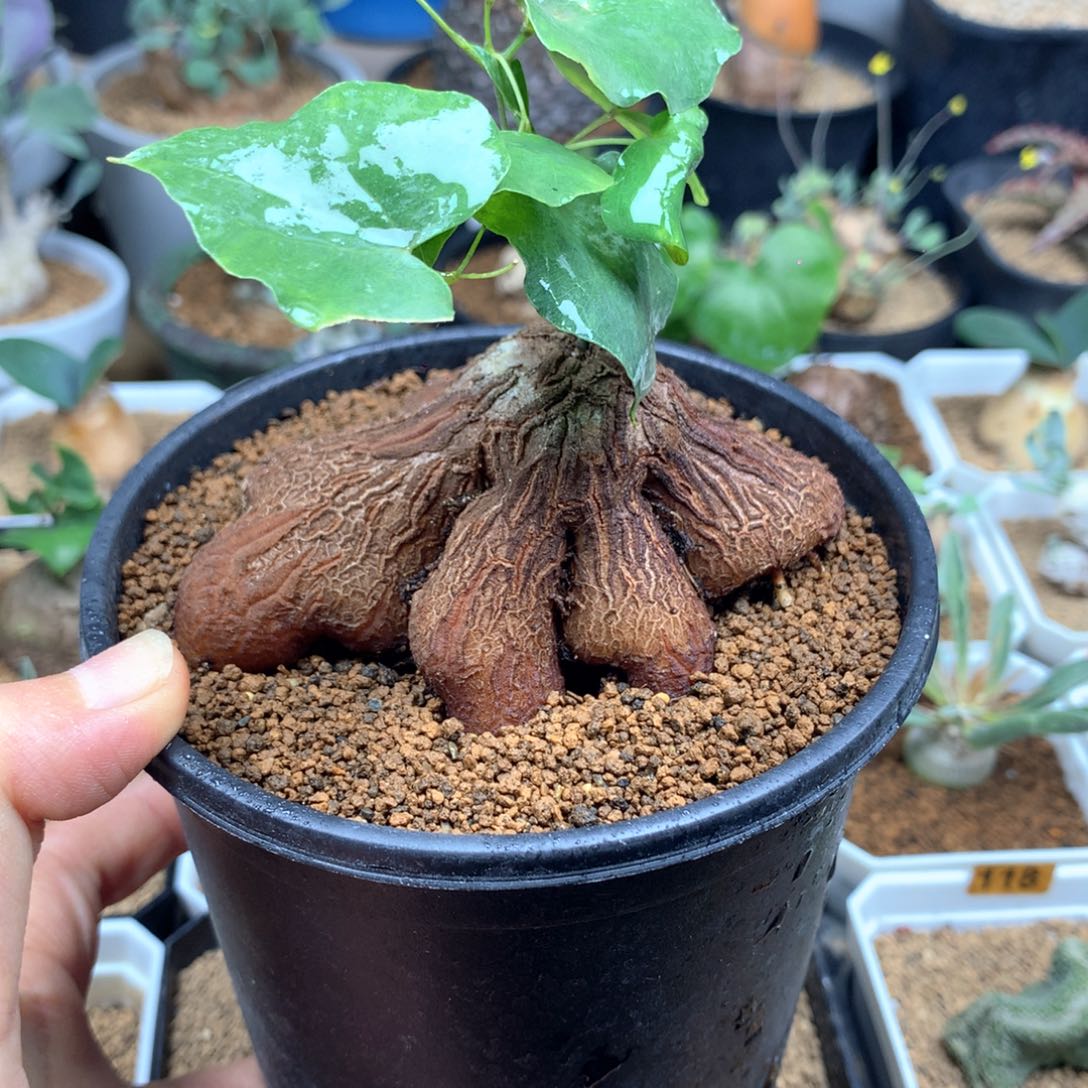 大象足龟甲龙带盆