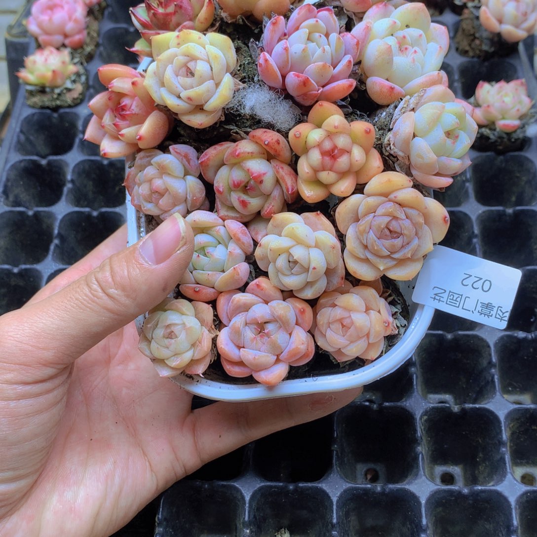 我要去看你了啊022