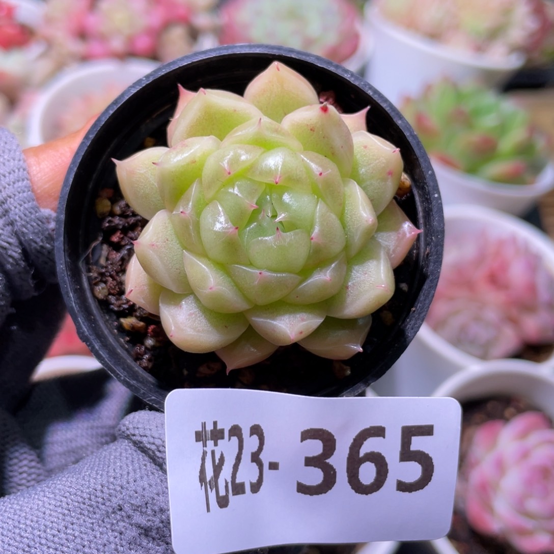 花利美23-365麦秆