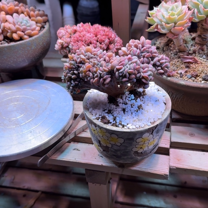 雪精灵缀多肉植物chi chi ba