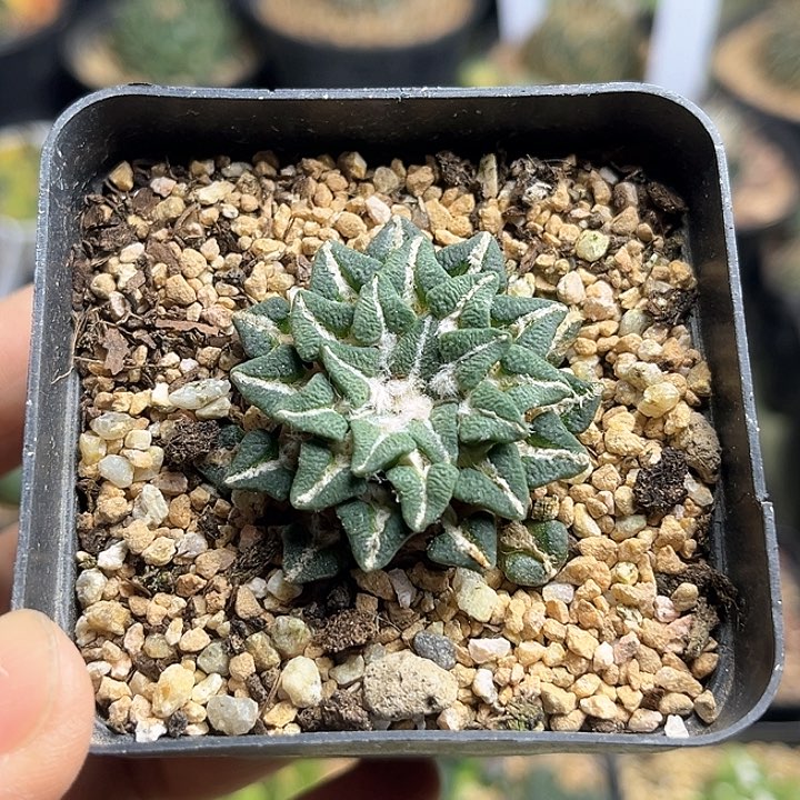 实生苗接自根牡丹一物一拍4公分